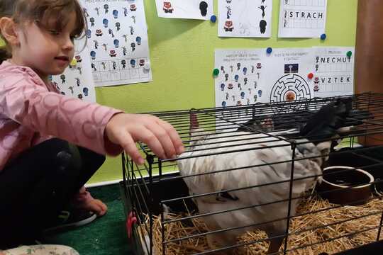 "Kuřátka" se vrací na místo činu 1