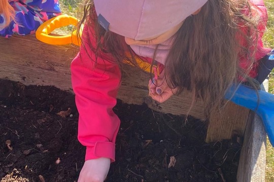 Sázení hrášku a cibule  1