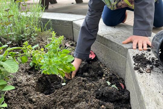 Naše bylinková zahrádka 1