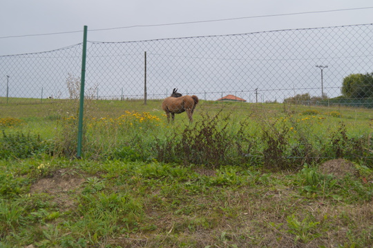 Exkurze na ekofarmu Agrofyto Horní Lideč 1