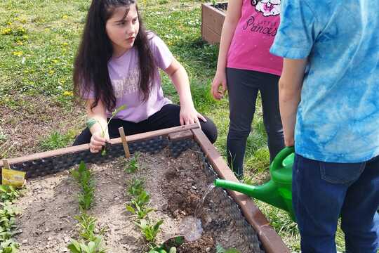 Sázení sazenic kedluben  1