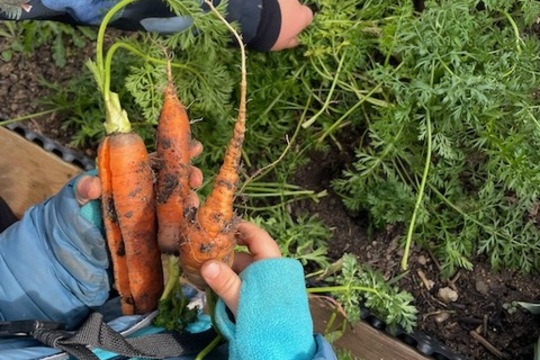 Mrkvovo-jablkový salát z vlastní úrody u Ježečků Mrkvovo-jablkový salát z vlastní úrody u Ježečků 1