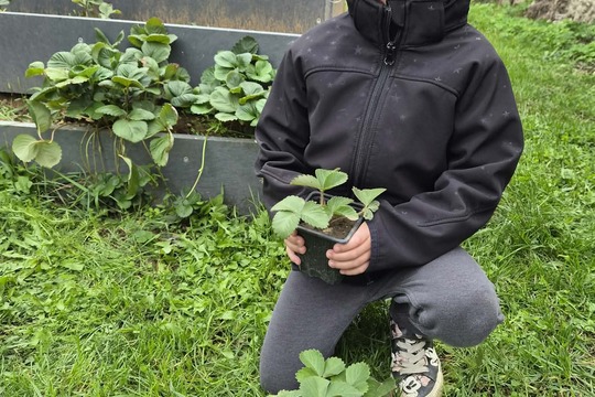Jahodová radost v naší školce Jahodová radost v naší školce 1