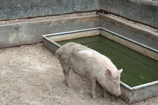 VÝLET DO MINI ZOO ČASTOLOVICE VÝLET DO MINI ZOO ČASTOLOVICE 1
