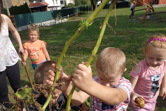 S prarodiči na školní zahradě aneb obnova bylinkové zahrádky a sázení kořenové zeleniny 1