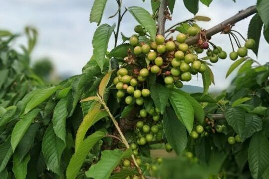 Za naším farmářem do Těchobuzic Za naším farmářem do Těchobuzic 1
