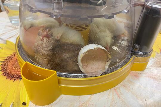 Jarní zázrak: líhnutí kuřátek v naší školce 1