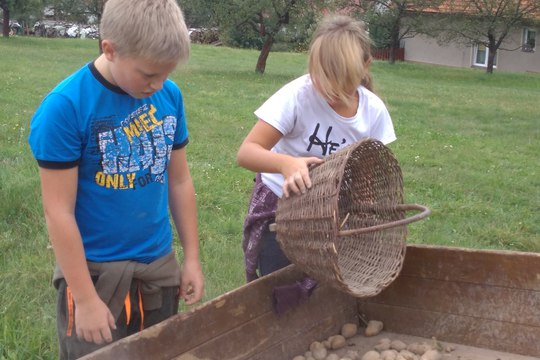 Dokopaná - sbíráme brambory 1