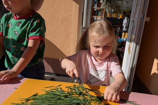 Podzimní sklizeň pažitky u Motýlků 1