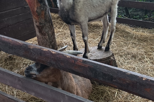 Farma s domácími zvířaty – Duběnka 1