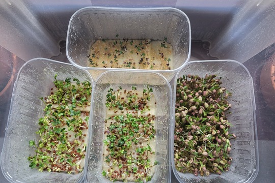 Microgreens - Kytičky 1
