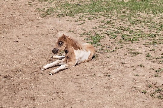 Výlet do Zooparku Zelčín 1