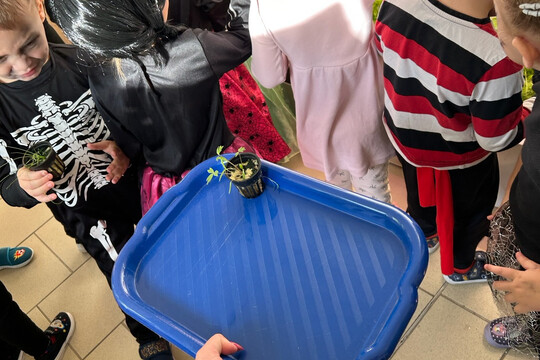 Péče o bylinky z hydroponické zahrádky Péče o bylinky z hydroponické zahrádky 1