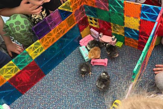 Líhnutí kuřátek 1