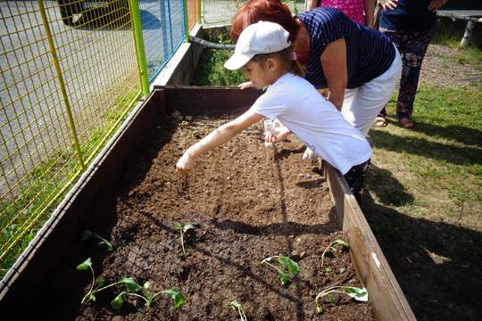 S prarodiči na školní zahradě aneb obnova bylinkové zahrádky a sázení kořenové zeleniny 1