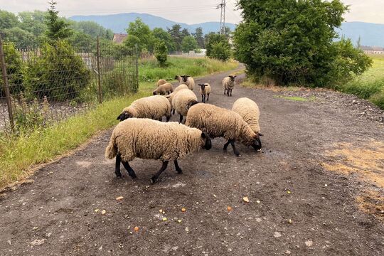 Medvídci z MŠ Soběchleby na ovčí farmě 1