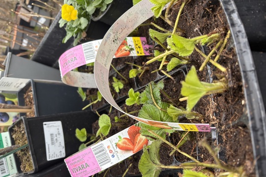 Podpora lokálního zahradnictví Podpora lokálního zahradnictví 1