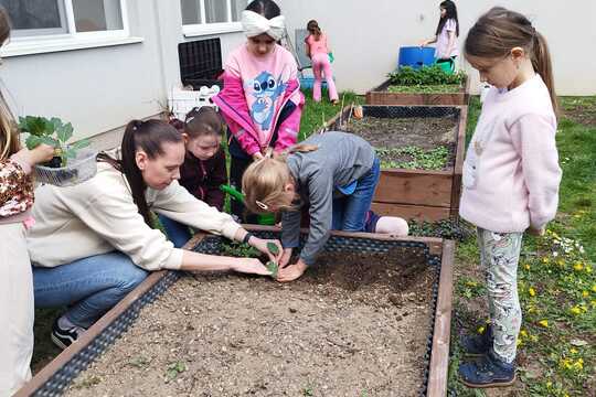 Sázení sazenic kedluben  1