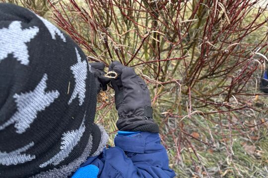 Výroba lojových koulí pro ptáčky 1