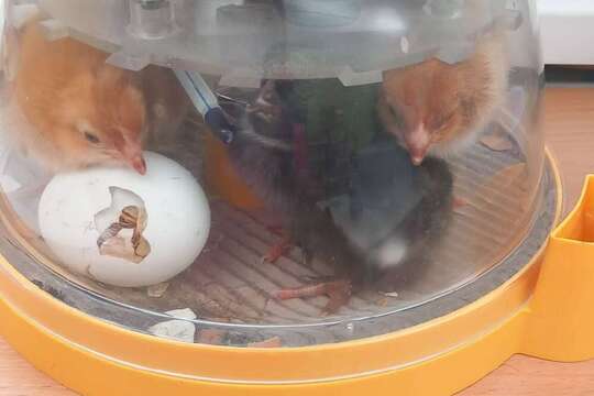 Od vajíčka ke kuřátku 1