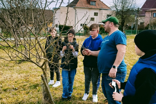 Jarní řez ovocných stromů 1