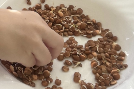 Klíčení semínek 1