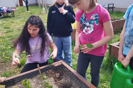 Sázení sazenic kedluben  1