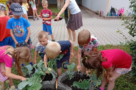 Sklizeň kedluben 1