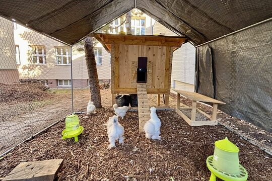Nový kurník na naší školní zahradě! Nový kurník na naší školní zahradě! 1
