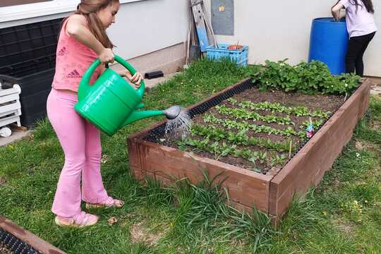 Sázení sazenic kedluben  1