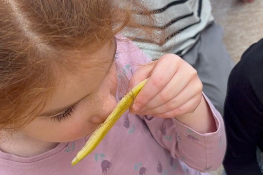 Ovoce a naše smysly  1