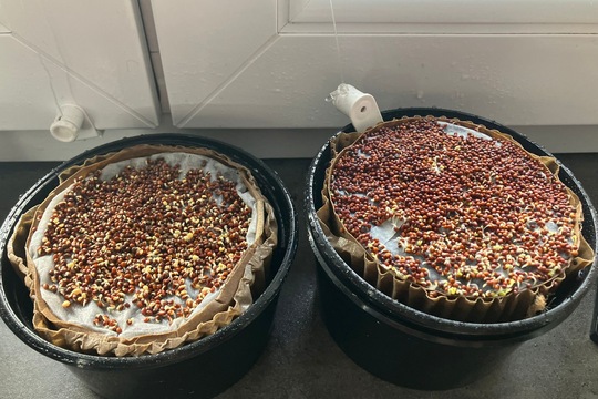 Příprava čerstvých klíčků 1