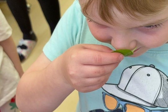 Bylinky a rajčátka od kamarádů Bylinky a rajčátka od kamarádů 1