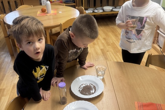 Klíčení semínek 1