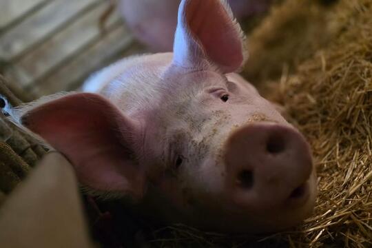 Společné projektové dny ZŠ a MŠ Bohuslavice jako cesta k praktickému vzdělávání a skutečným zkušenostem. 1