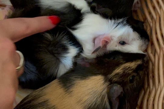 Máme nové mazlíčky Máme nové mazlíčky 1