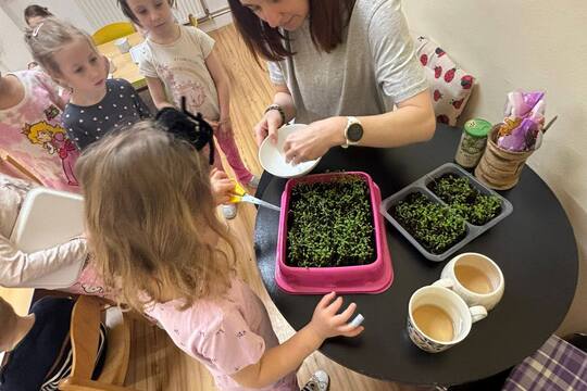 Sázení a konzumace řeřichy 1