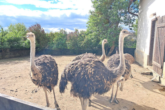 Jarní výlety za zvířátky a top jídlo 17. týdne - rizoto s pohankou, krůtím masem a zeleninou 1