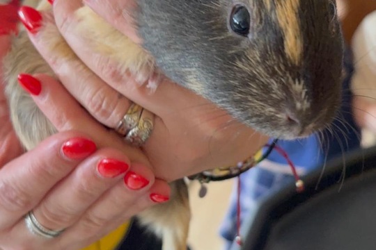 Máme nové mazlíčky Máme nové mazlíčky 1