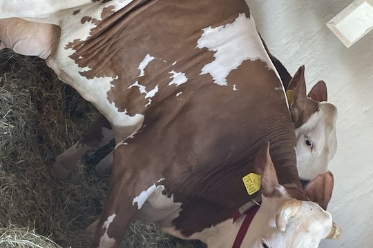 Školka v akci: Jak se rodí láska k přírodě a zemědělství Školka v akci: Jak se rodí láska k přírodě a zemědělství 1