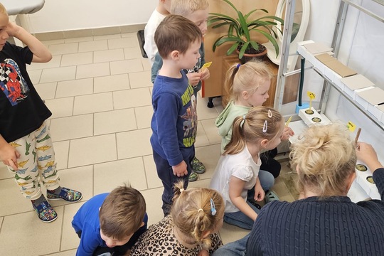 Berušky z MŠ Kollárova sází bylinky do hydroponické zahrádky 1
