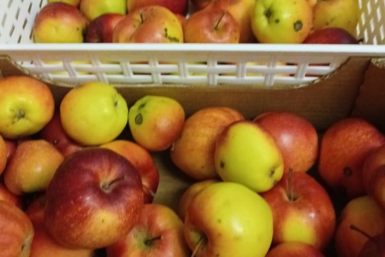 Jablečné kompotování 1