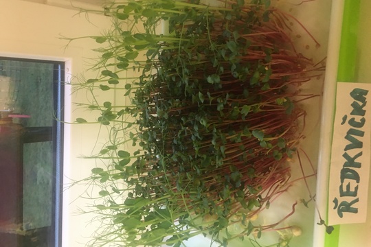 Microgreens - zahradníci - MŠ Kajlovec 1