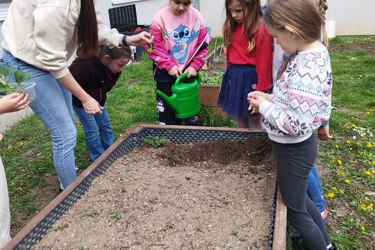 Sázení sazenic kedluben  1