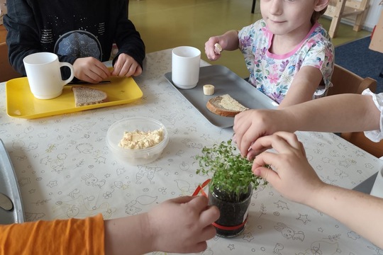 Pěstování řeřichy 1