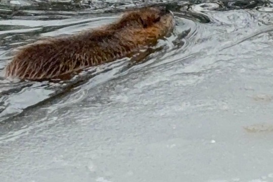 Ptáci v zimě Ptáci v zimě 1