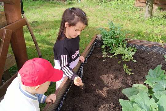 Sklizeň na školní zahradě – Koťátka 1