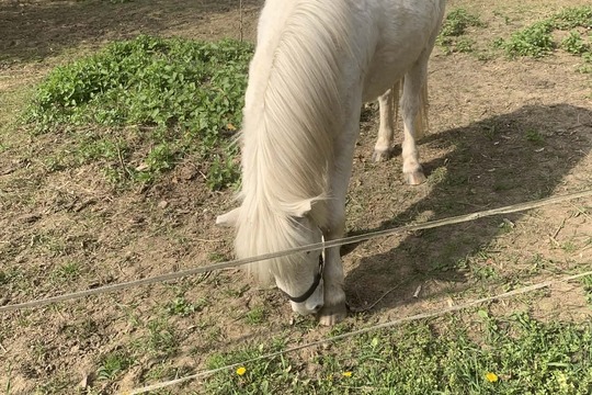 Výlet na farmu koní  1