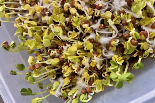 Zkoušíme klíčení semínek  1